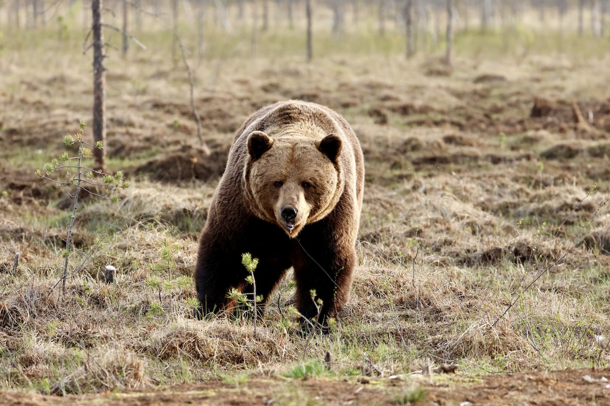 Eurasian Brown Bear - ML658482968