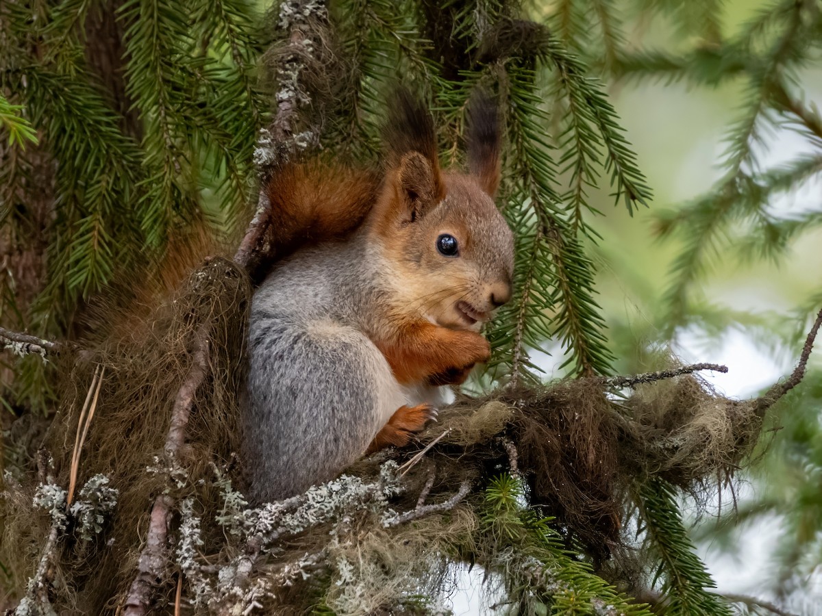 Eurasian Red Squirrel - ML658483260