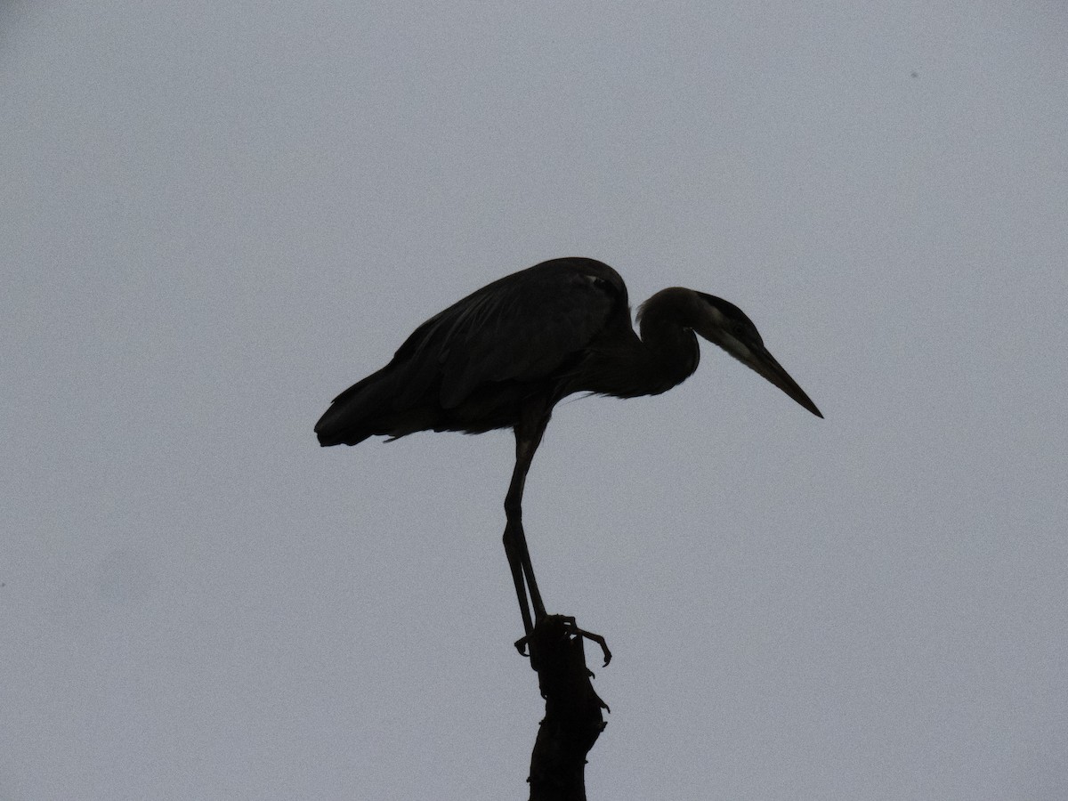 Great Blue Heron - ML65848361