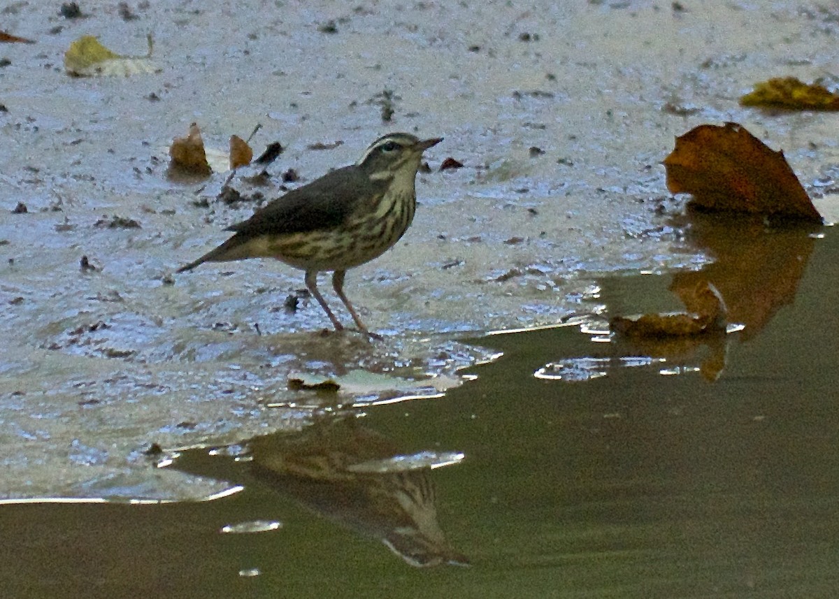 Louisiana Waterthrush - Niki Robertson