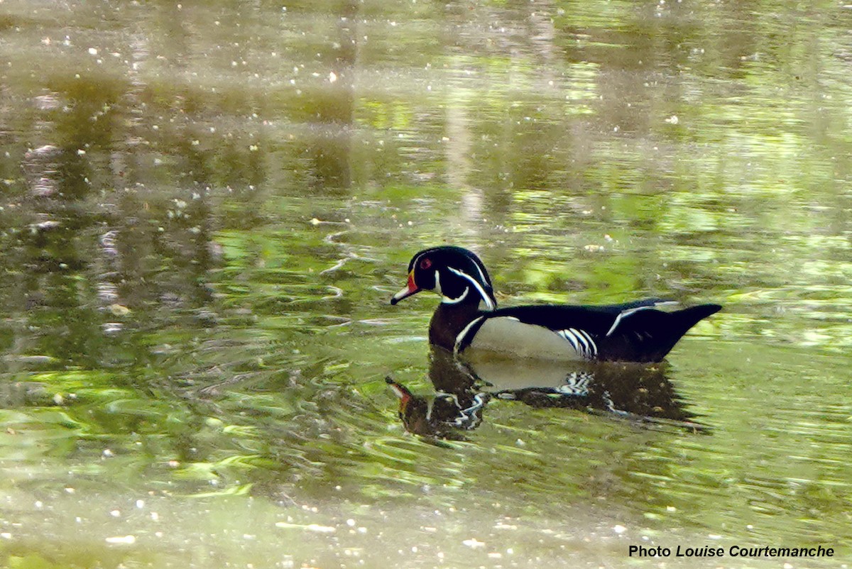 eBird Checklist - 26 May 2026 - Parc riverain du Domaine Garth - 29 species