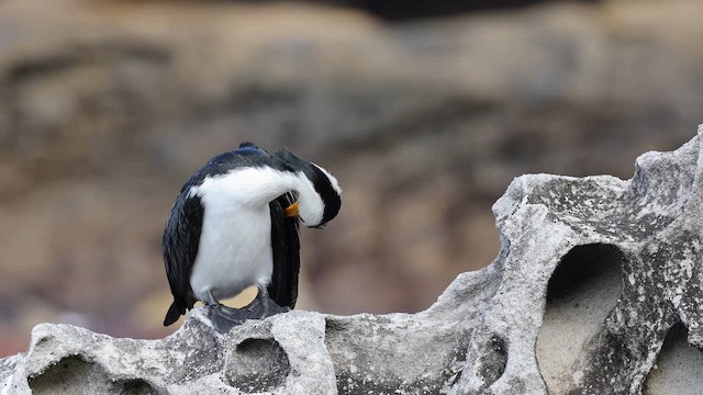 Little Pied Cormorant - ML658488296