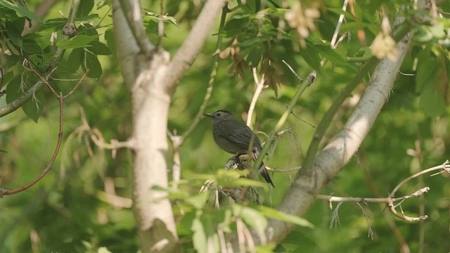 Katzenspottdrossel - ML658494909