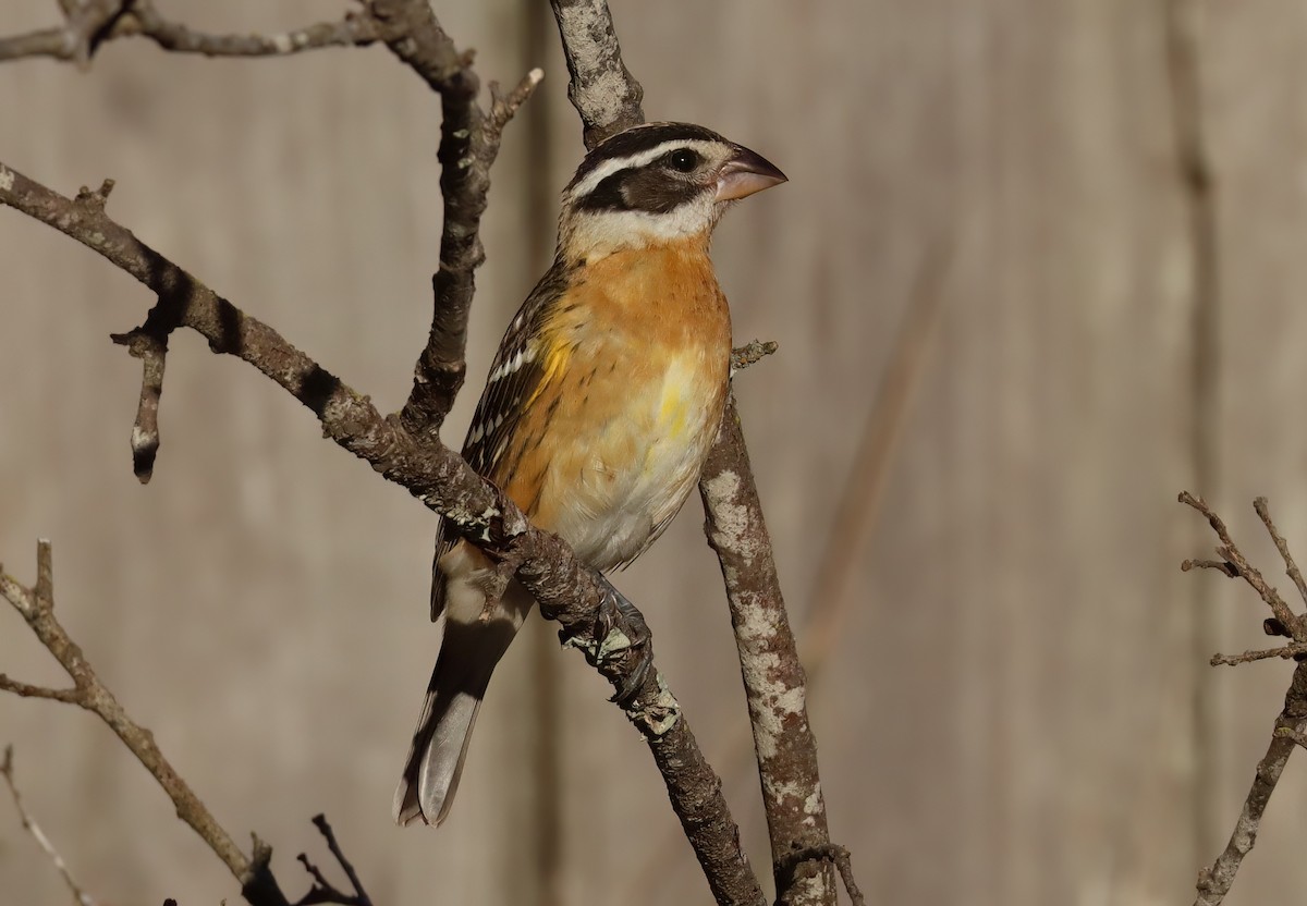 Cardinal à tête noire - ML658499738