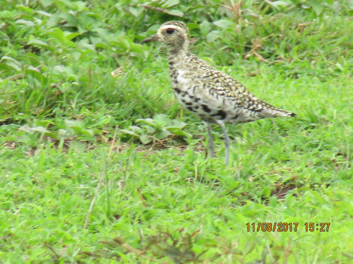 Pacific Golden-Plover - ML65850141