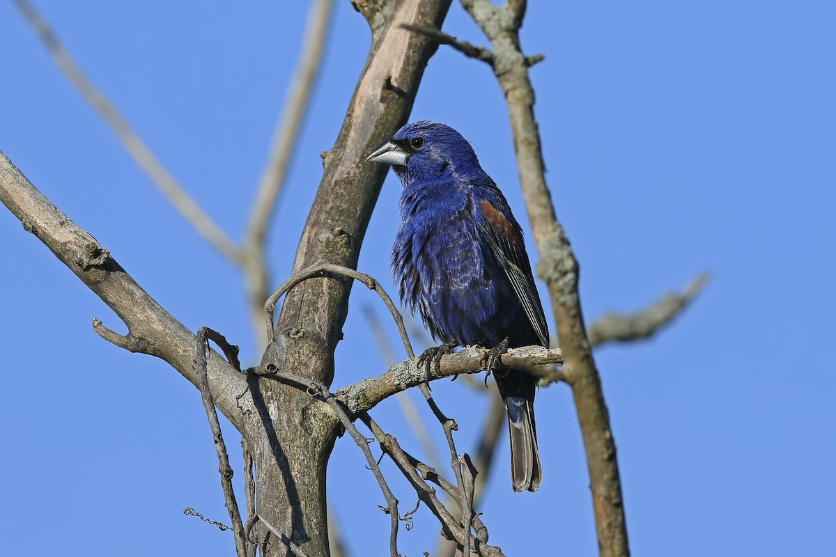 Blue Grosbeak - ML65850331