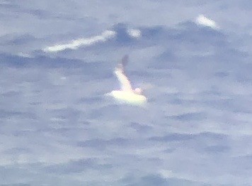 Masked Booby - ML658503815