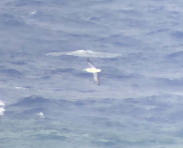 Masked Booby - ML658503816