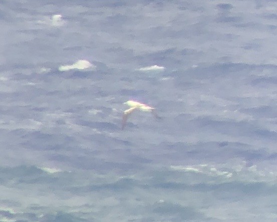 Masked Booby - ML658503818