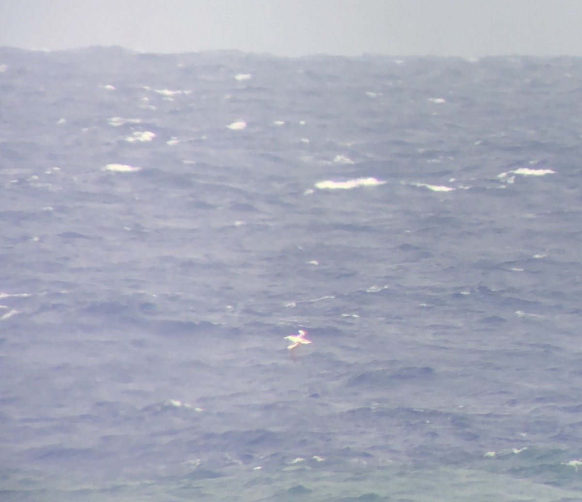 Masked Booby - ML658503819