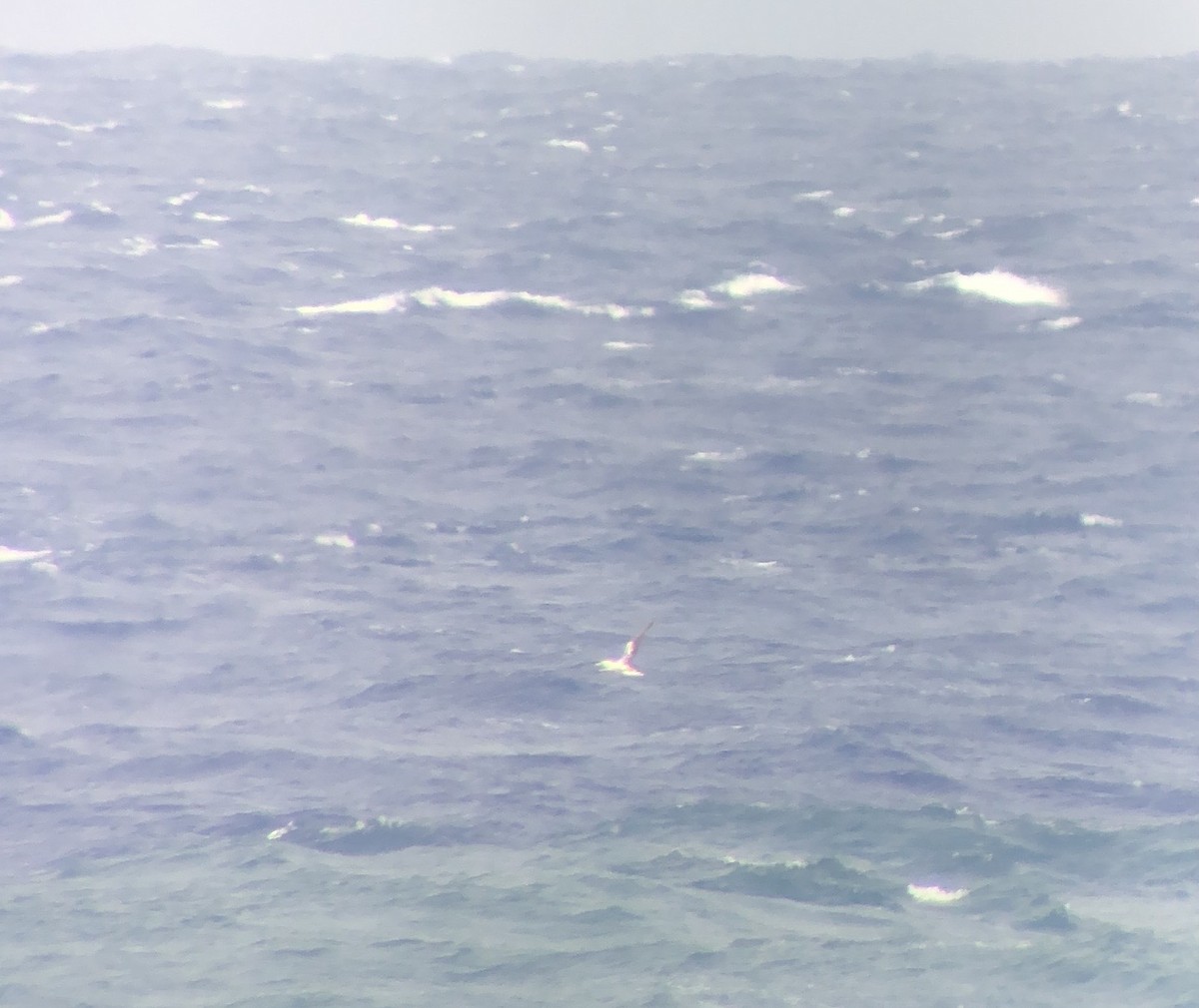 Masked Booby - ML658503820