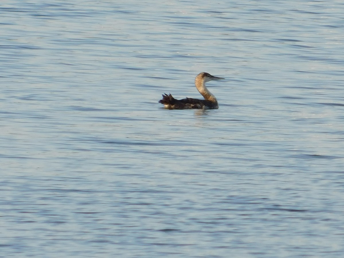 Common Loon - ML65850651