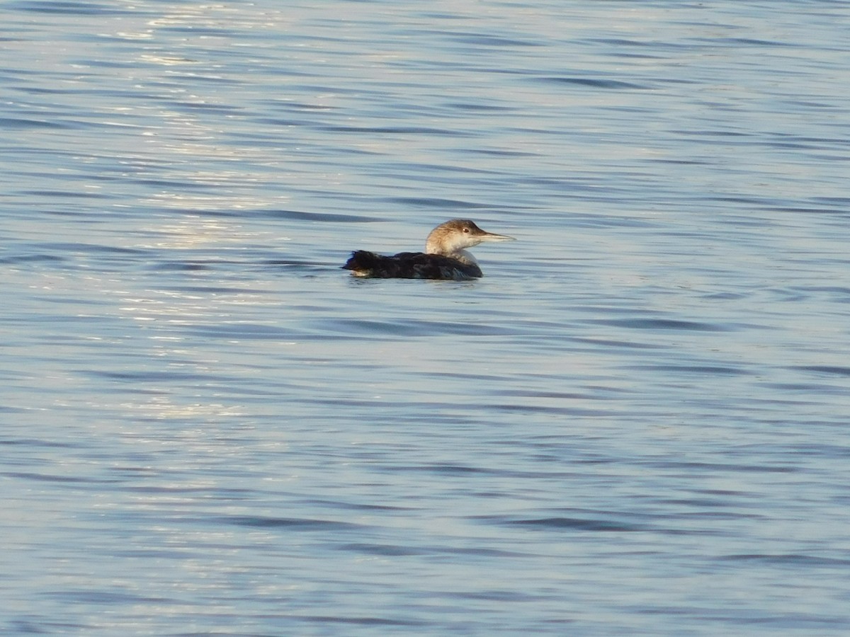 Common Loon - ML65850671