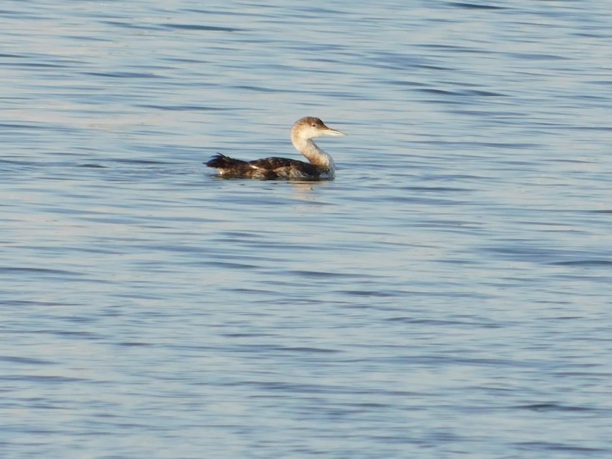 Common Loon - ML65850701