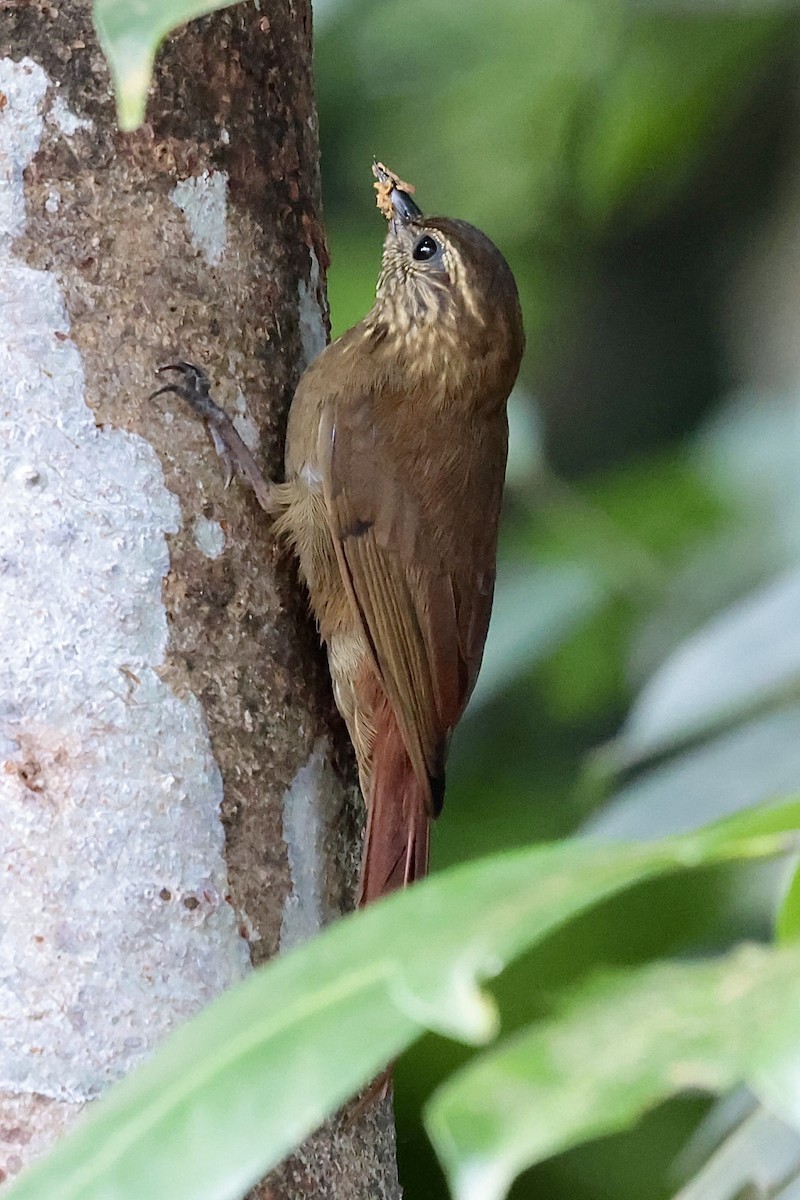 Wedge-billed Woodcreeper (cuneatus Group) - ML658507994