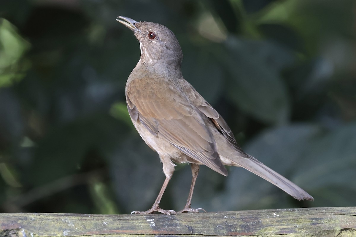 Pale-breasted Thrush - ML658508079