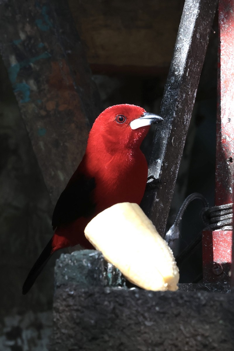 Brazilian Tanager - ML658508109