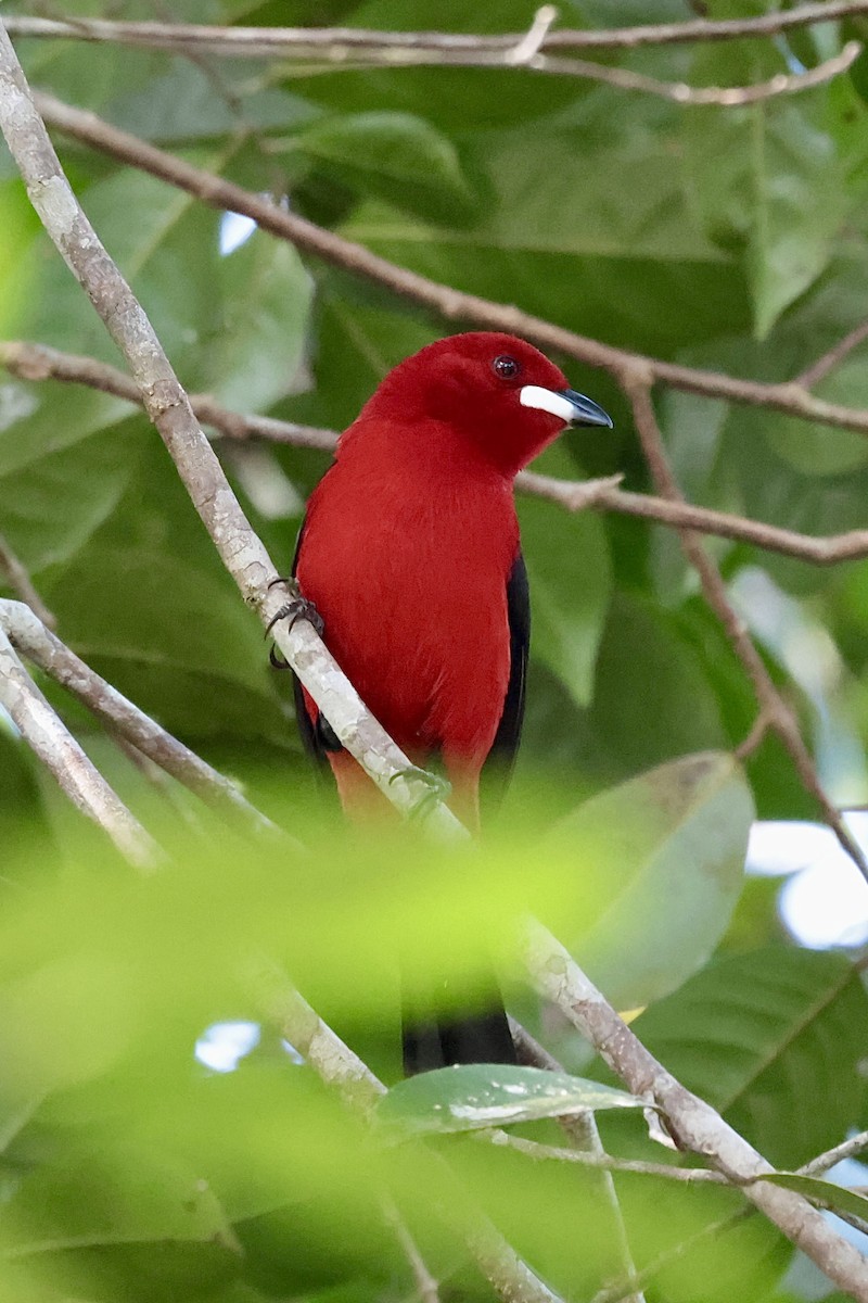 Brazilian Tanager - ML658508110