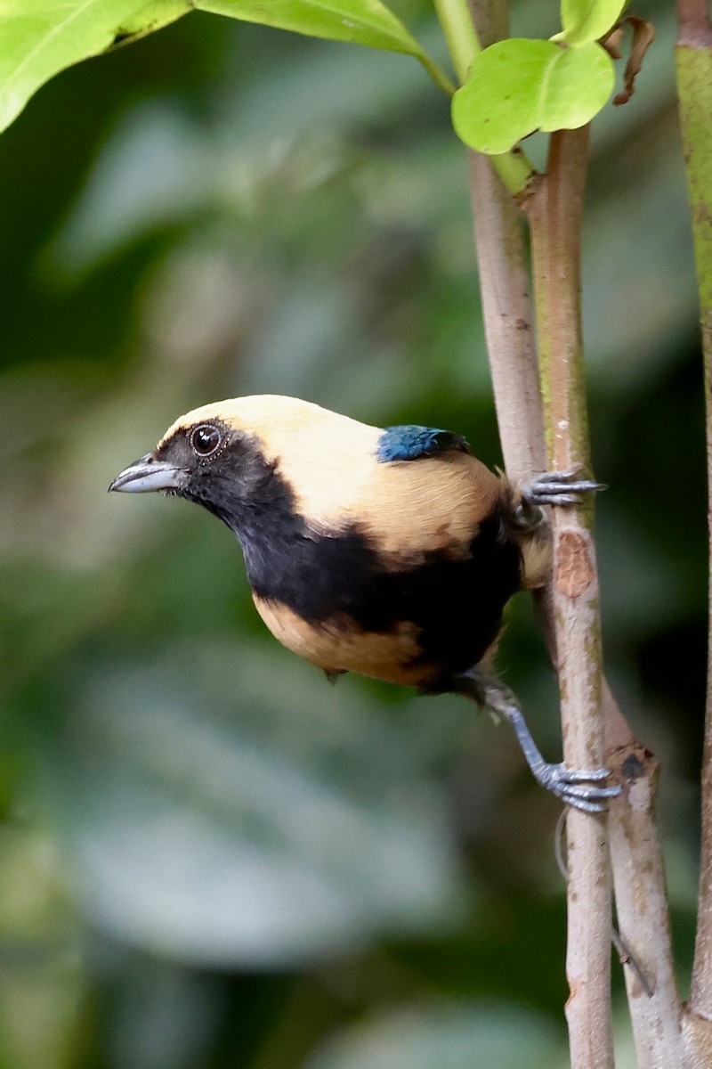 Burnished-buff Tanager - ML658508164