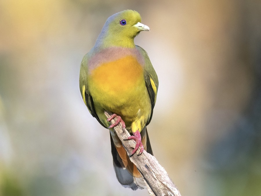 ムネアカアオバト - eBird