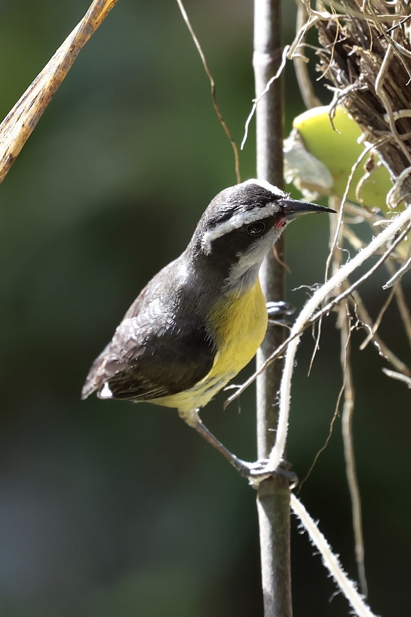 Bananaquit (Continental) - ML658508200