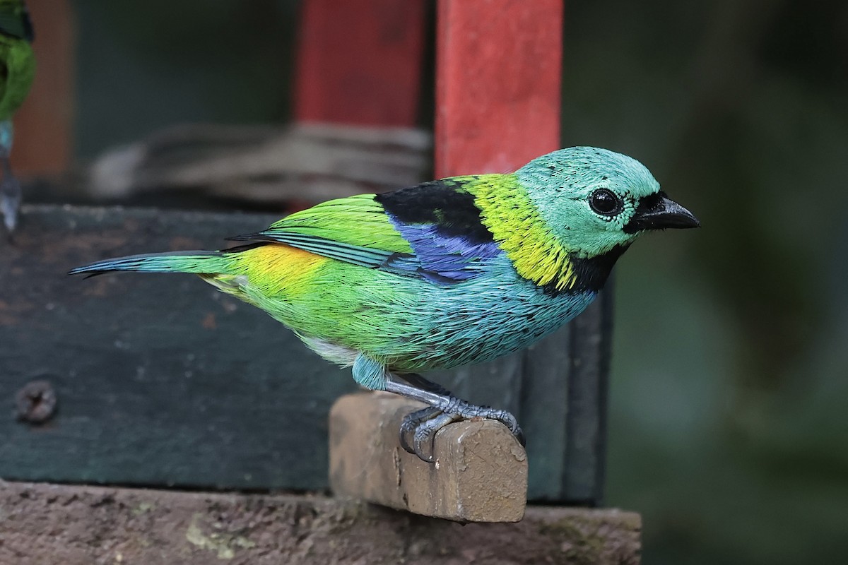 Green-headed Tanager - ML658508220