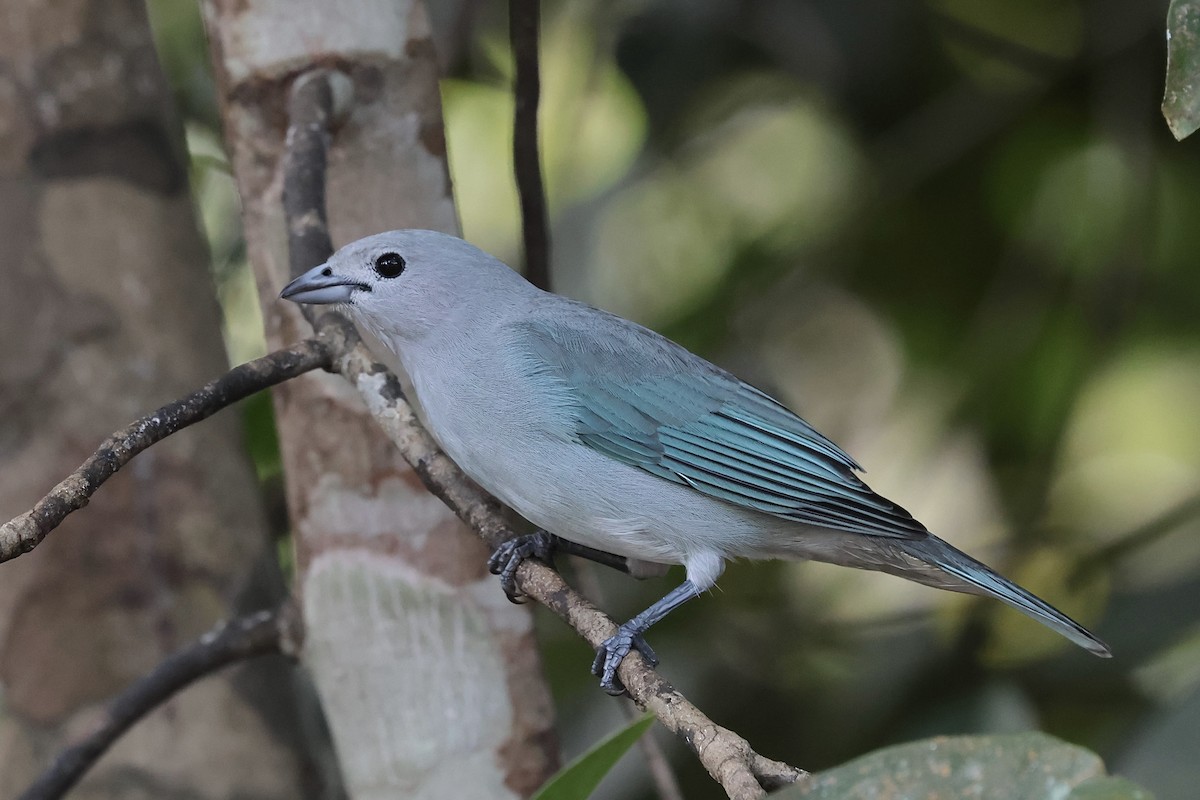 Sayaca Tanager - ML658508285