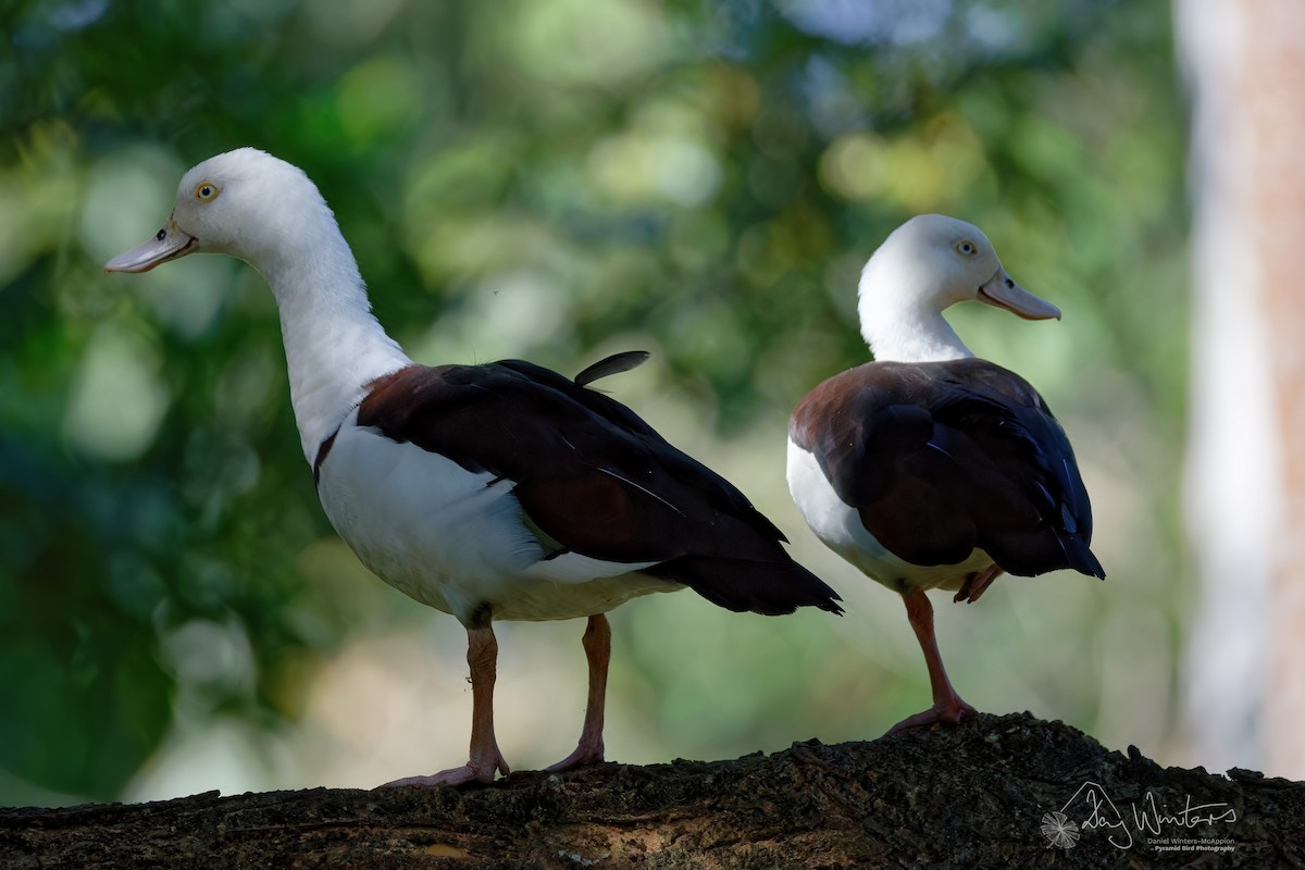 Radjah Shelduck - ML658510375