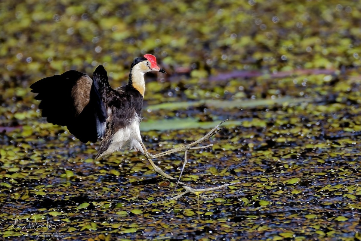 Comb-crested Jacana - ML658510385