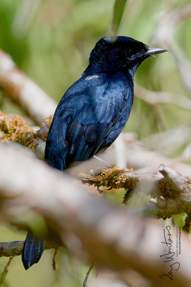 Shining Flycatcher - ML658510411
