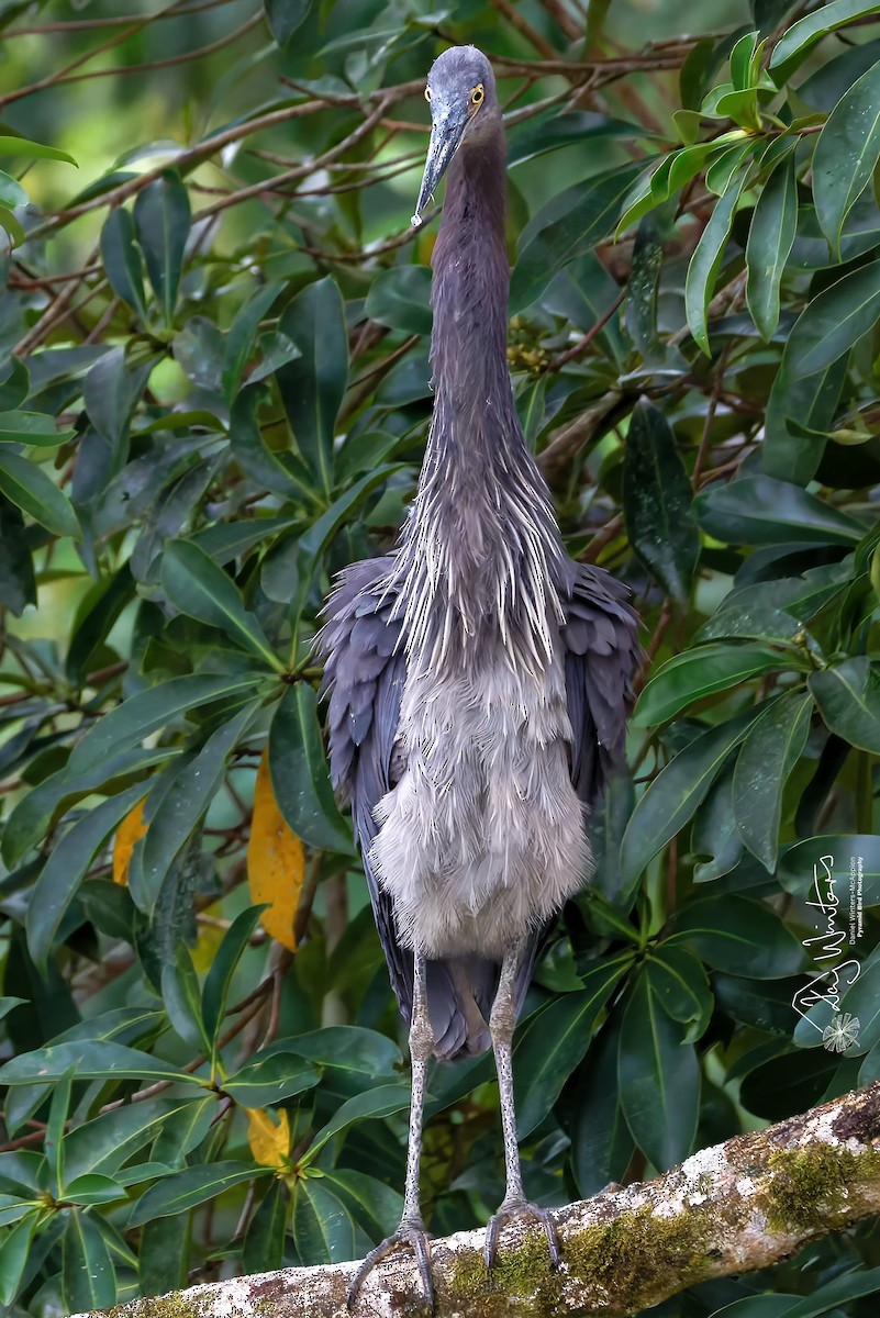 Great-billed Heron - ML658510426