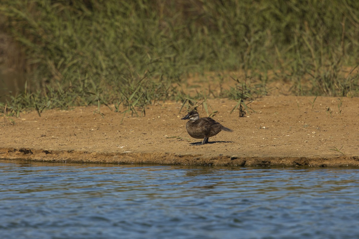 Maccoa Duck - ML658510519
