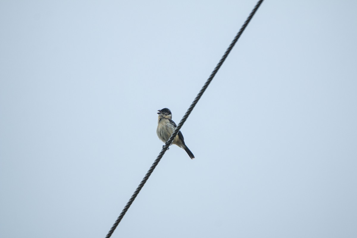 Morelet's Seedeater - ML658511437