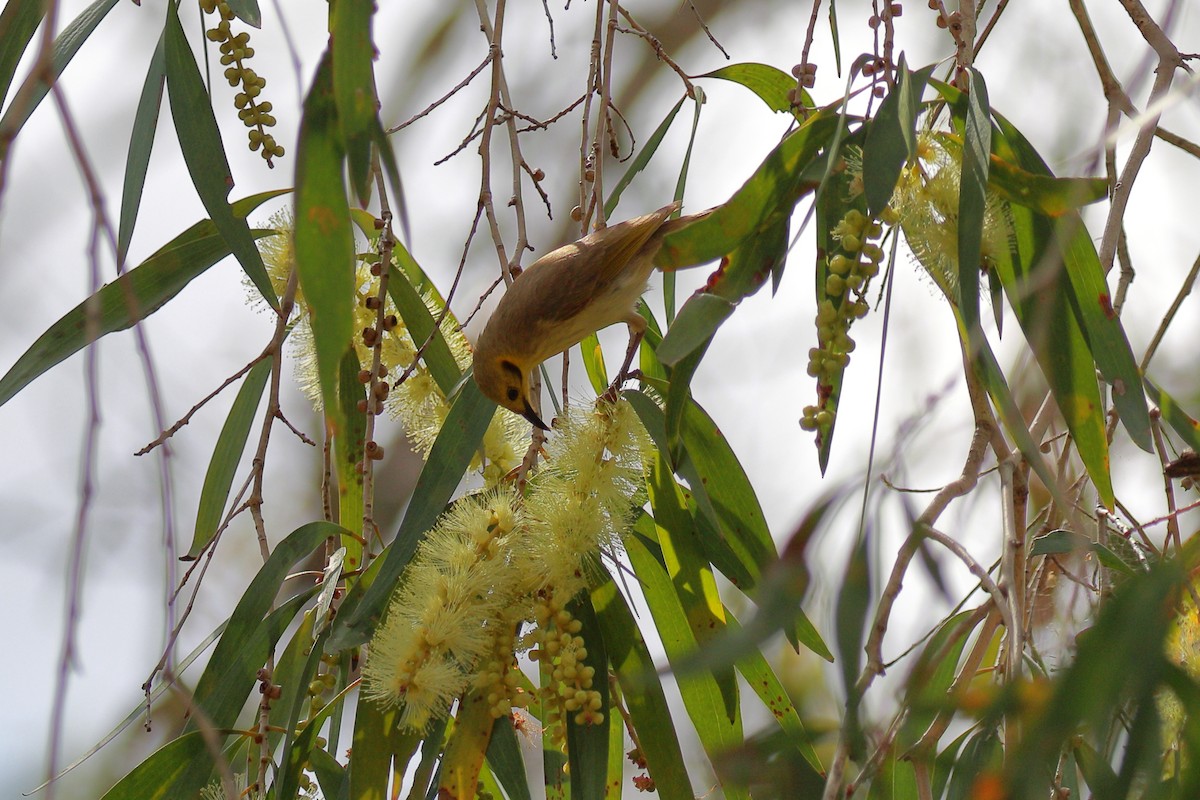 eBird Checklist - 6 May 2026 - Galvin Gorge Walk - 9 species