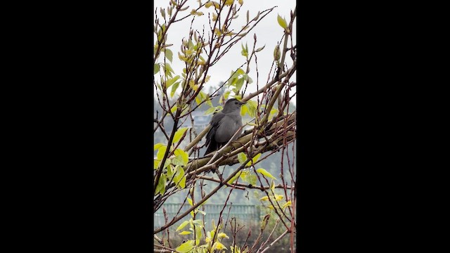 Katzenspottdrossel - ML658515667