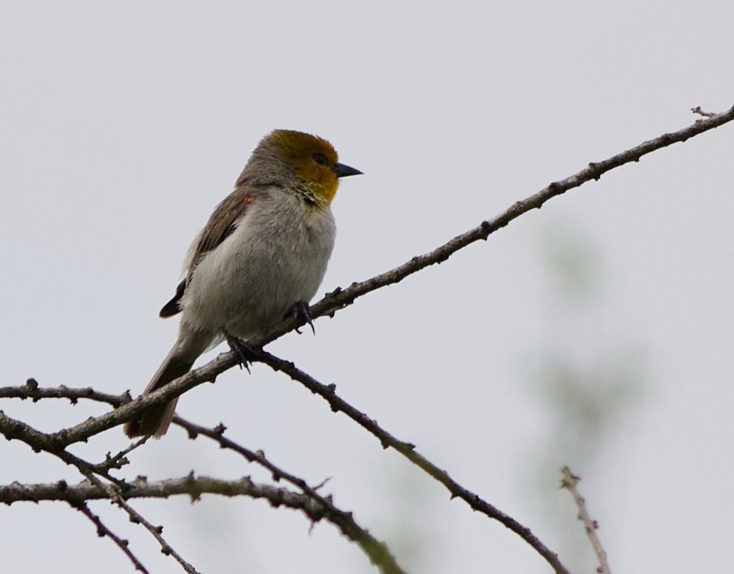 Verdin - ML658515849