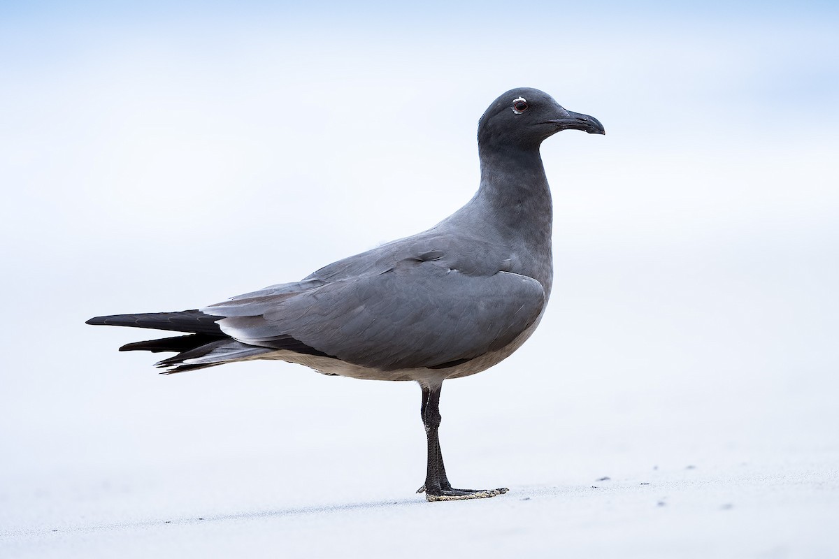 Lava Gull - ML658516421
