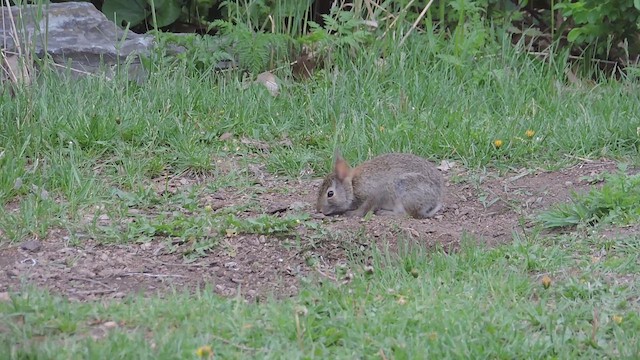 Eastern Cottontail - ML658518367