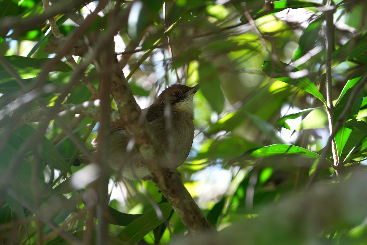 Terrestrial Brownbul - ML658518387