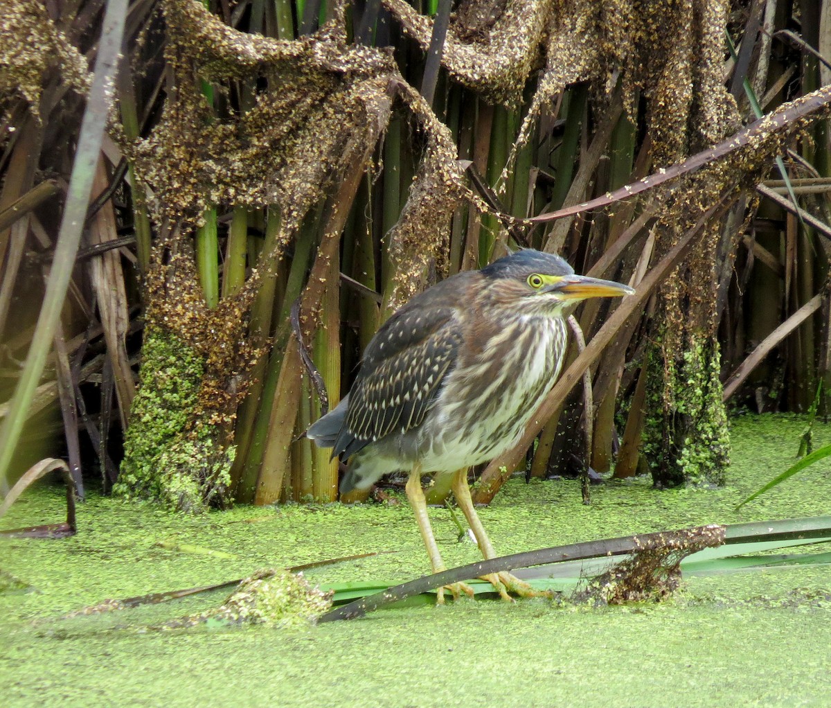 Green Heron - Lauren Nagoda
