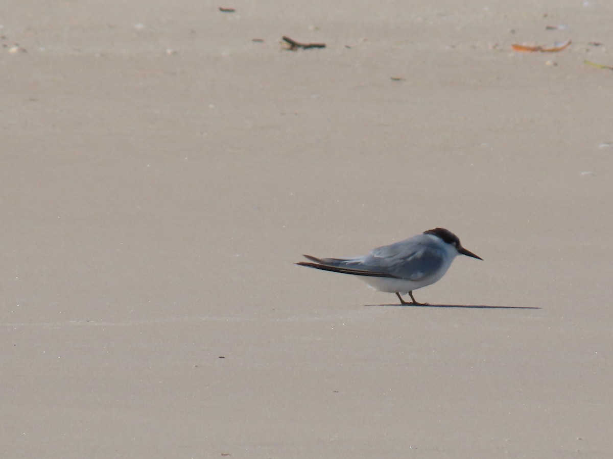 Damara Tern - ML658521050