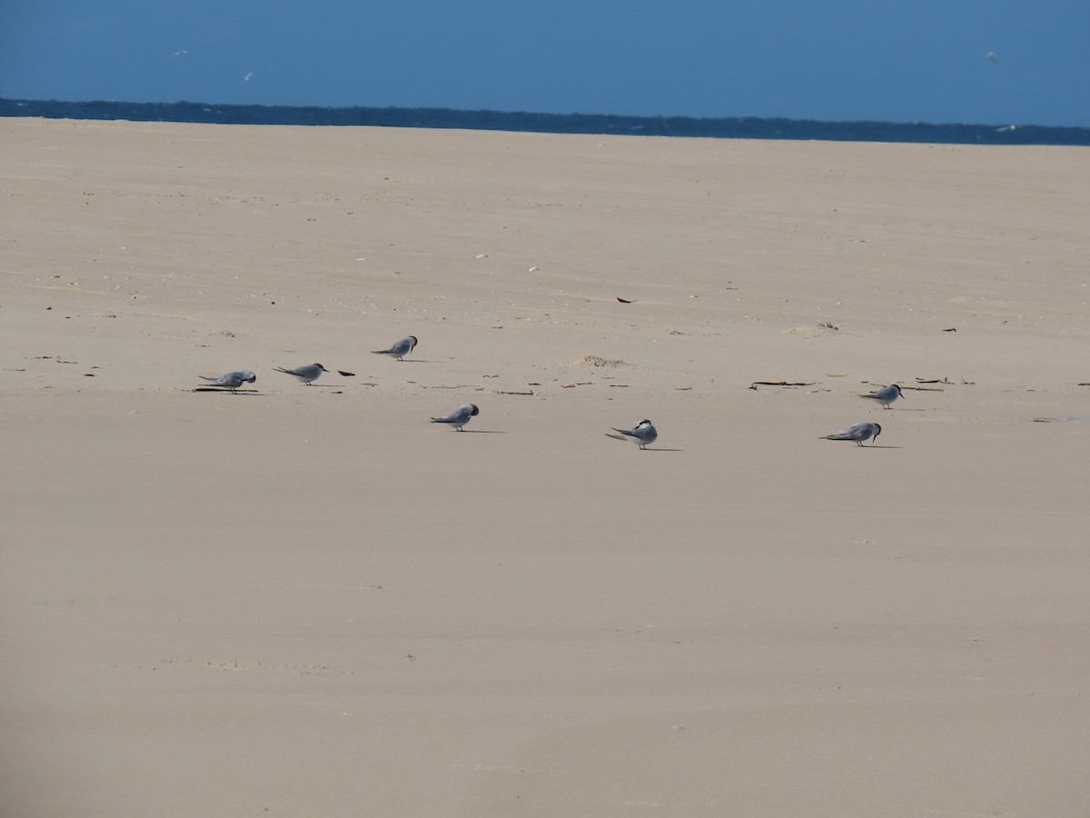 Damara Tern - ML658521051