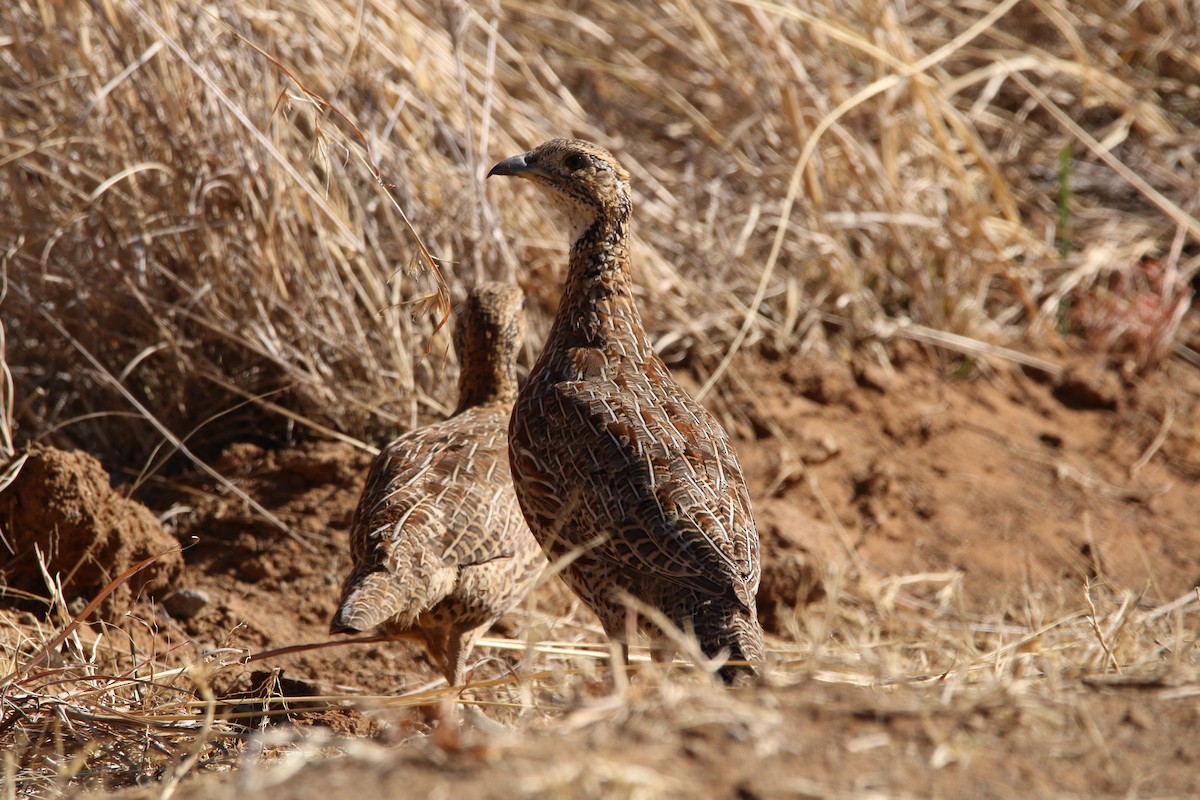 Orange River Francolin - Wigbert Vogeley