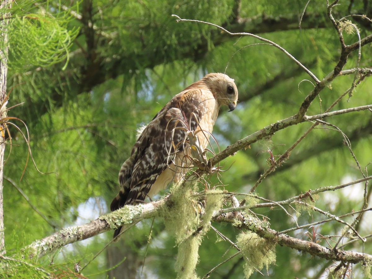 Red-shouldered Hawk - ML658522395