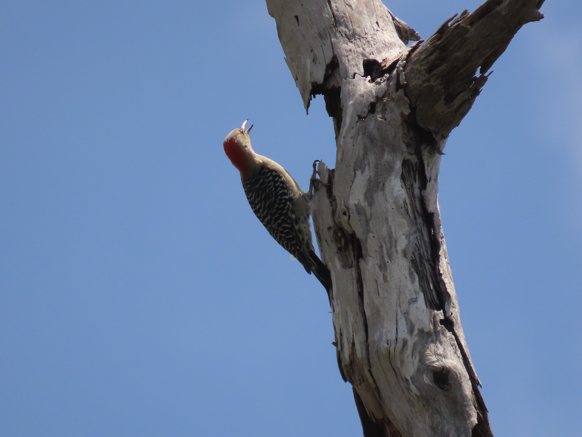 Red-bellied Woodpecker - ML658522413