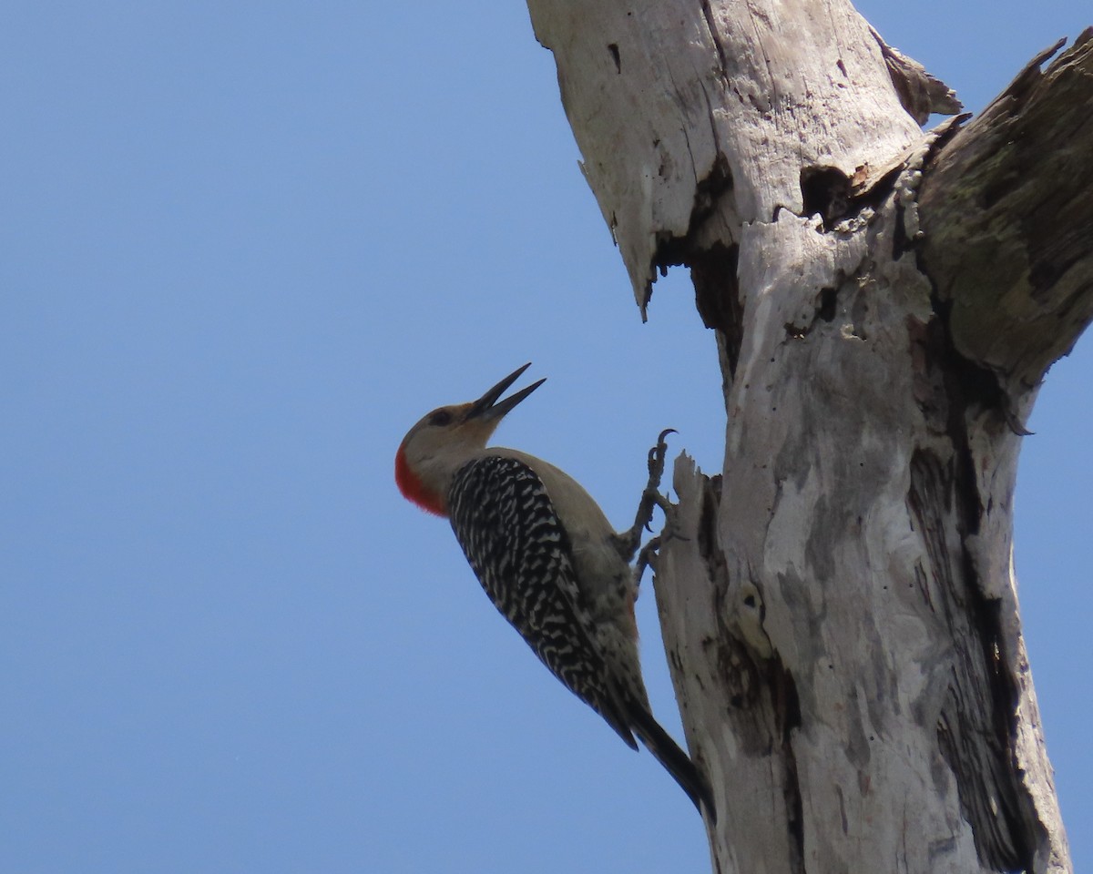 Red-bellied Woodpecker - ML658522415