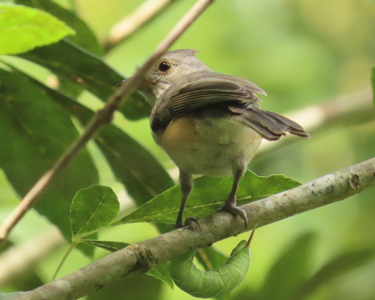 Tufted Titmouse - ML658522454