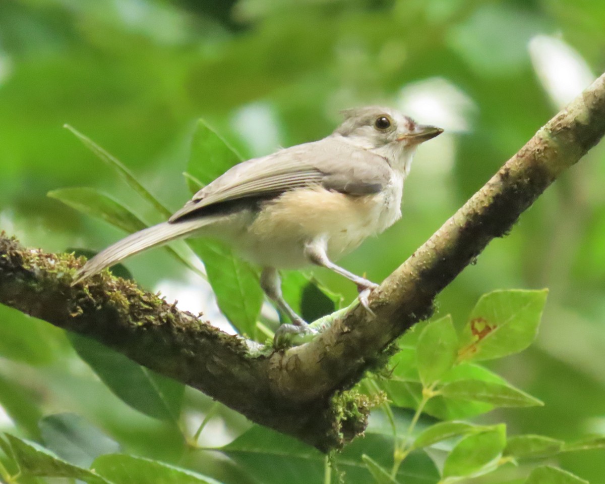 Tufted Titmouse - ML658522455