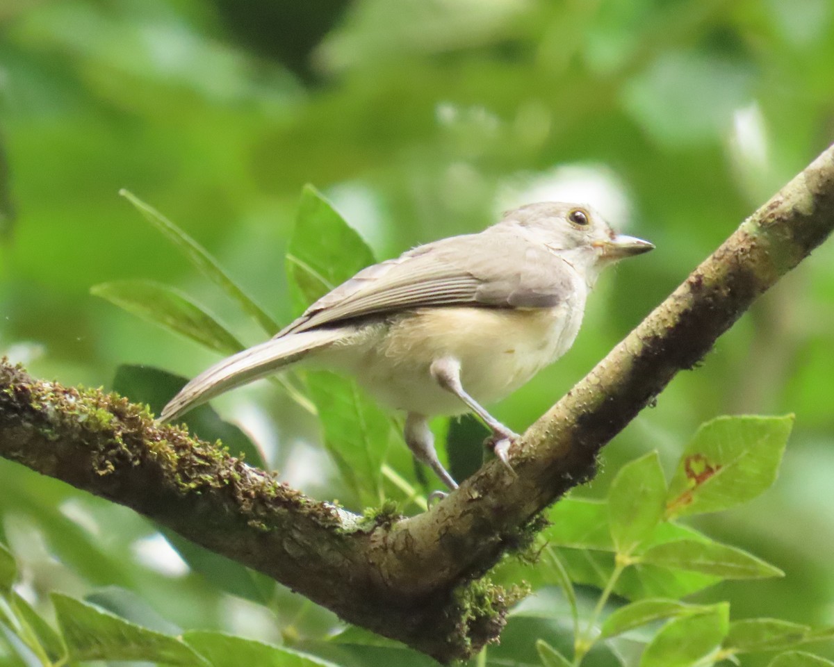 Tufted Titmouse - ML658522456