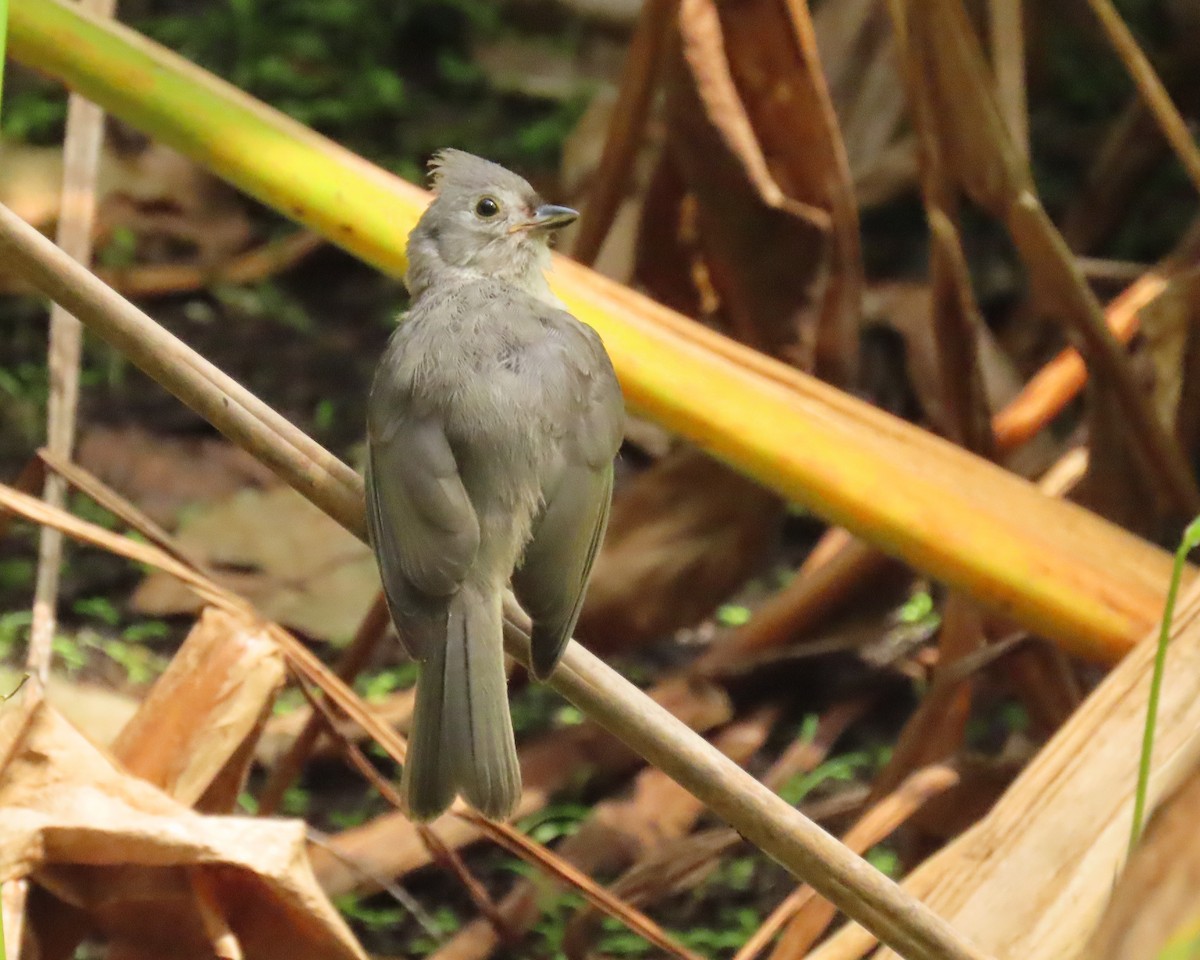 Tufted Titmouse - ML658522457